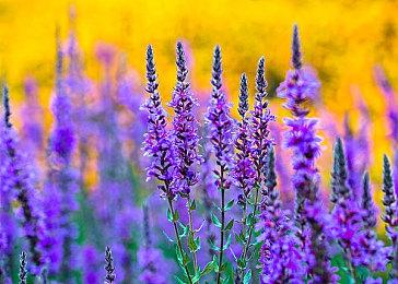 《博德之门3》成为Steam最畅销游戏 正式版让人期待