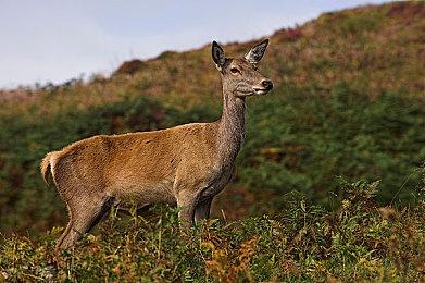 《最终幻想16》总共大约有100个支线任务